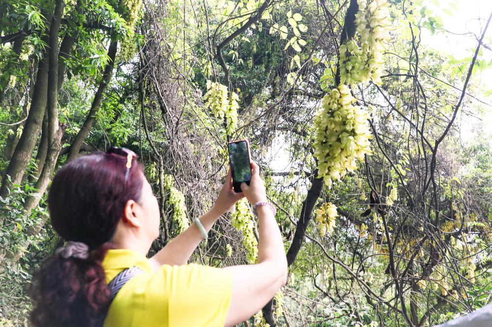 kaiyun网站赏花正当时!广州黄埔禾雀飞舞樱花怒放春意浓(图3)