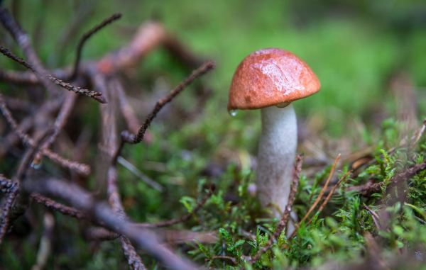 造林绿化规划(2023植树节主题活动方案10篇)(图2)