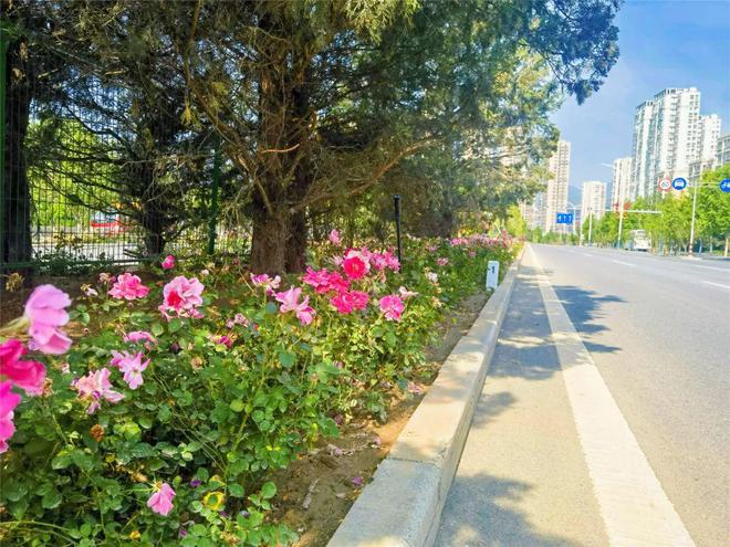来门头沟走花路门头沟公路分局实施108国道辅线绿化工程(图2)