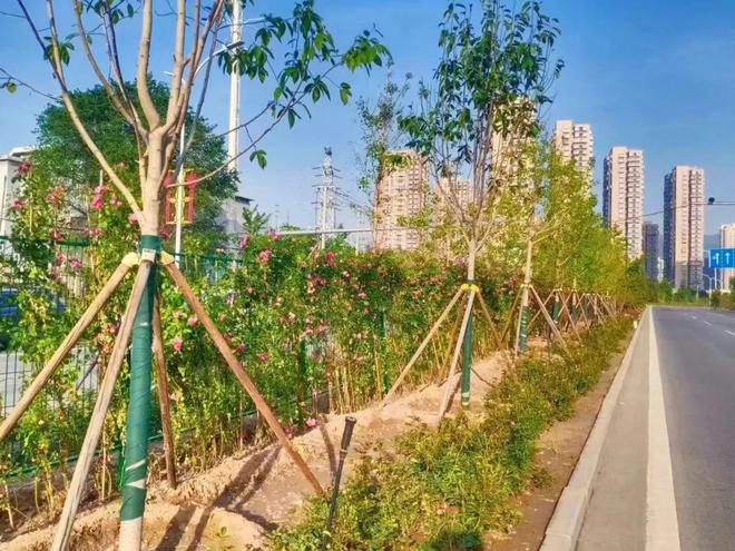 来门头沟走花路门头沟公路分局实施108国道辅线绿化工程(图3)