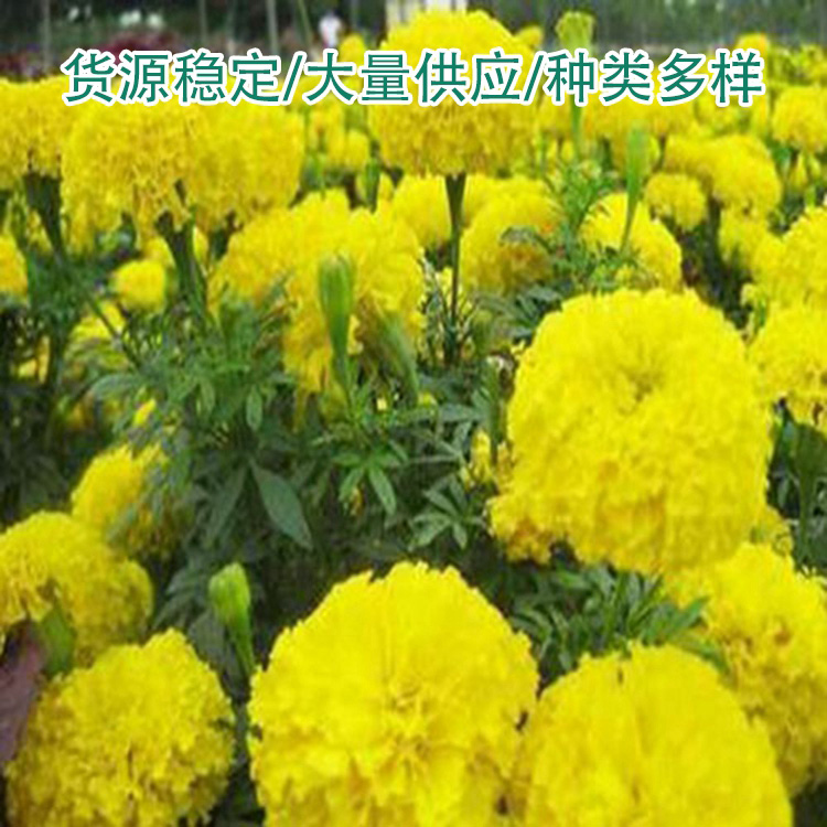 今年热品绿化工程品种全城市绿化(2023开云kaiyun官网更新中)(今日热品)(图1)