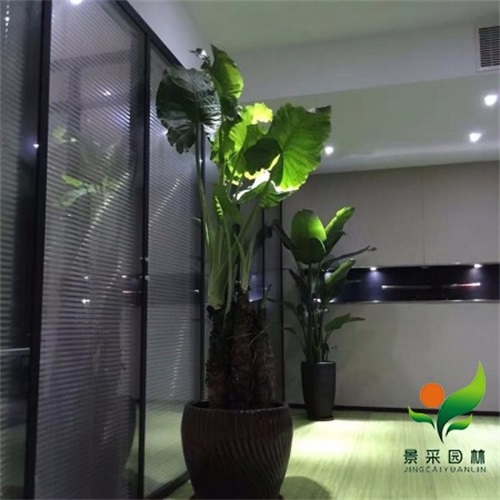广州绿化工程!今日服务详解(2023已更新)(今日展示)开云kaiyun官方网站(图2)